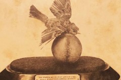 sparrow-killed-by-the-ball